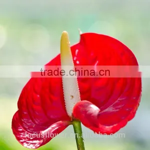 Top Selling Good Quanlity Natural Fresh Summer Special Red Anthurium Flowers From Yunnan thumbnail-5