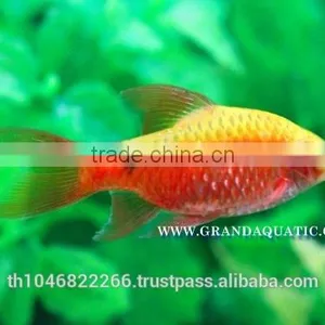 Rosy Barb Fish Farm For Sale and Export thumbnail-3