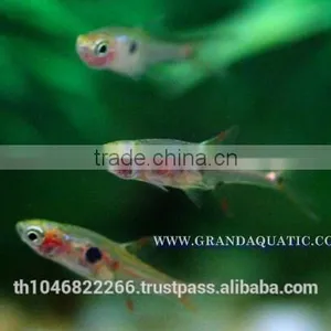 Dwawf Rasbora Fish For Sale and Export / Ornamental Fish Thailand thumbnail-2