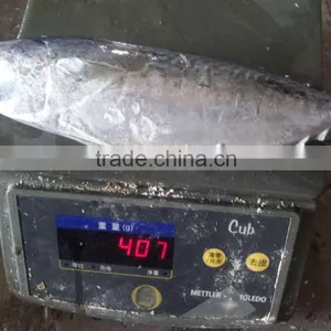 2015 Frozen Bonito Whole Round 300-500g/pc for Marketing thumbnail-6