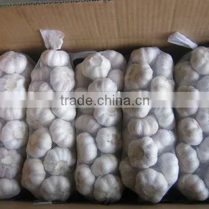 Shandong White Garlic Crop 2011 thumbnail-1