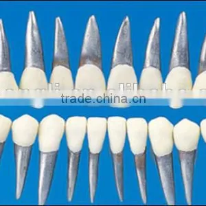 Manufacture Replacement Teeth With White Crown for Orthodontic Models thumbnail-1