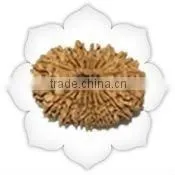Eighteen Mukhi Rudraksha thumbnail-1