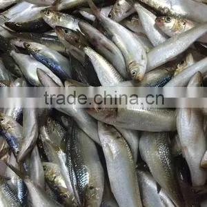 425g Canned Sardine in Tomato Sauce(WW-155) thumbnail-5
