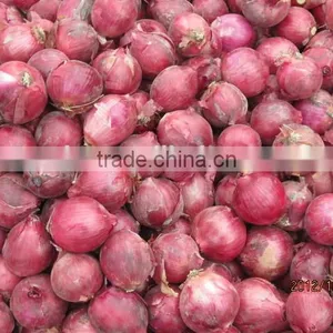 Fresh Onion Red Onion Dry Onion thumbnail-4