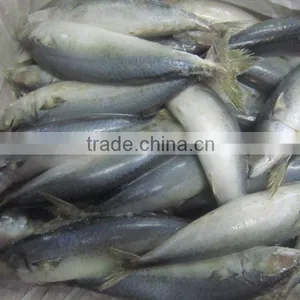 Frozen Pacific Mackerel thumbnail-1