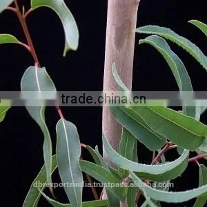 Lemon Eucalyptus Oil / Eucalyptus Oil Lemon thumbnail-1
