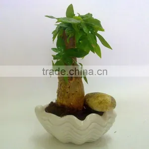 Pachira Macrocarpa Mini Money Tree thumbnail-2