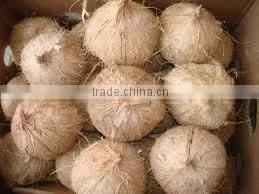 Bulk Sale for Semi Husked Coconuts thumbnail-3
