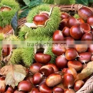 Fresh Chestnut in Bag Package. MOQ:1X40FCL. thumbnail-4