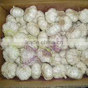 Fresh Pure White Garlic thumbnail-1