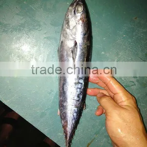 Fresh Bonito Frozen Whole Bonito thumbnail-1