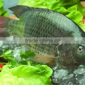 Export Gutted & Scalled Fresh Frozen Tilapia Fish All Sizes thumbnail-1