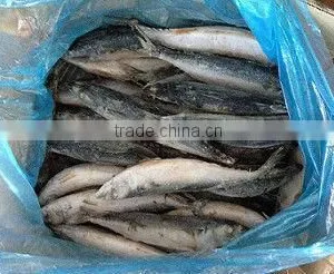 Frozen Mackerel Fish 300-500g thumbnail-1