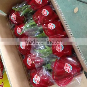 Dragon Fruit thumbnail-3