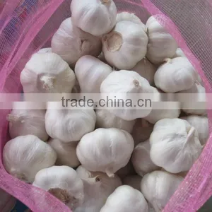Fresh Garlic Export Grade thumbnail-1