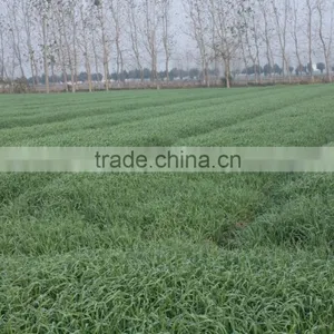 The Best Price Bulk Dried Barley Grass Powder thumbnail-3