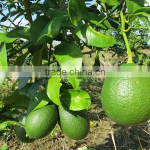 Lemon Tree Seedling thumbnail-2