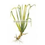 Best Manufacturer Ginger Grass Oil thumbnail-2