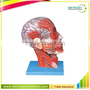 Biological Teaching Aids Vascular Structure Facial Nerve Blood Vessels Model thumbnail-1