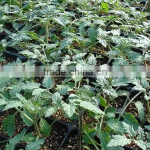 New Coming Hot Sale 353 Rice Seeding Tray for Planting thumbnail-3
