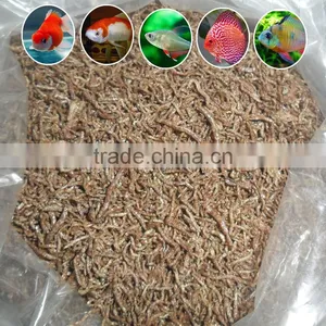 Good Price And Quality Blood Worms thumbnail-1