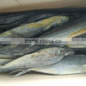 Frozen Mahi Mahi WR Frozen Fish ,10kgs per Carton Packed Coryphaena Hippurus thumbnail-1