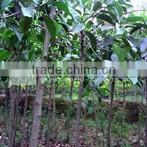 Ficus Altissima Middle-east Climate Plants thumbnail-1