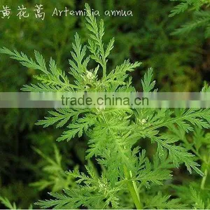 GMP Factory Artemisia Annua Sweet Wormwood Herb Artemisia Carvifolia 98% 99% White Crystalline Powder Cure Malaria thumbnail-1
