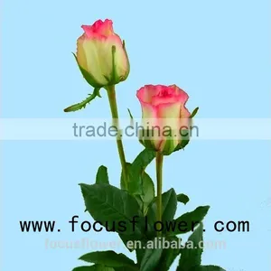 Environmental Flowers Artificial Red Rose Flower Hopeshow in Good Service From China Wholesale Fresh Cut Flowers thumbnail-2