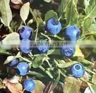 Blueberry P.E. thumbnail-1