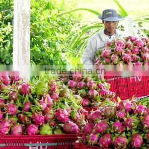 Dragon Fruit Vietnam Specialties - Fresh Dragon Fruit for Sale - Red Dragon Fruit thumbnail-4