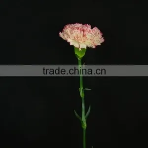 Special OEM Fresh Cut Red Pink Carnations Flowers thumbnail-5