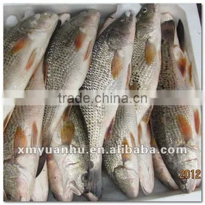 Frozen Red Drum Seafood and Fish thumbnail-1