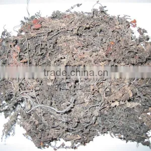 GRACILARIA SEAWEED WITH BEST PRICE AND PREMIUM QUALITY! thumbnail-1