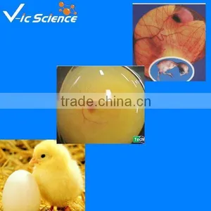 Teaching Microscope Slides Embryo of Chicken Serial T.s 192 Hours thumbnail-1