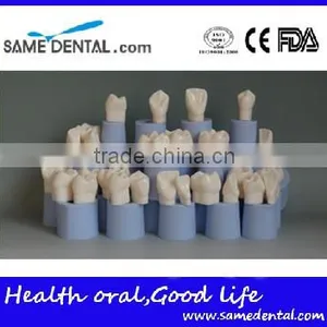 High Quality 4 Times Dental Crown Silastic Mould thumbnail-1