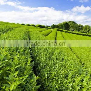 Nature Green Tea Extract EGCG 95% thumbnail-1