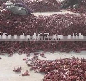 Chilli thumbnail-3