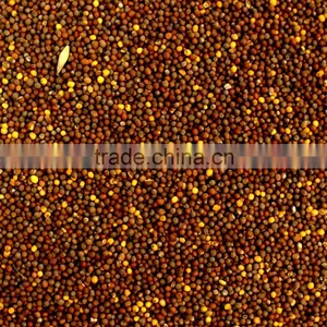 Australian Mustard Seeds thumbnail-1