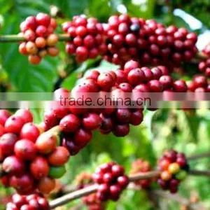 UNWASHED ARABICA GREEN COFFEE BEANS GRADE 1 SCREEN 16 thumbnail-4
