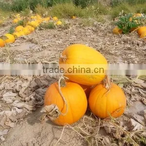 Bulk Pumpkin Kernels Grow Without Shell for Oil Use Export Grade thumbnail-4