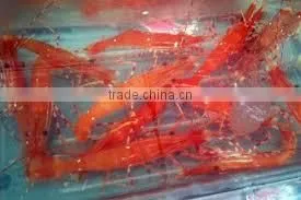 Live Spot Prawn thumbnail-1