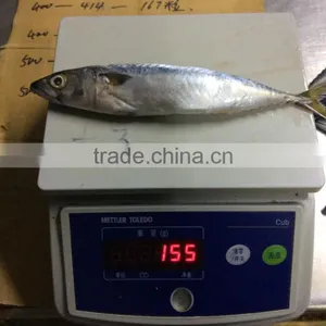 Pacific Mackerel for Bait thumbnail-6