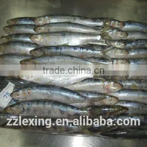 Good Quality Frozen Sardine for Bait thumbnail-2