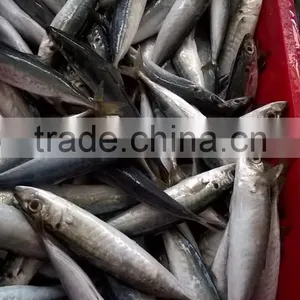SCAD: ROUND/ LAYANG/ YELLOW TAIL/ YELLOWSTRIPE/ BIG EYES thumbnail-6