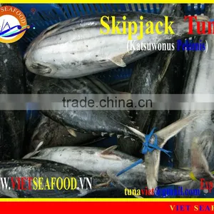 W/R FROZEN SKIPJACK TUNA thumbnail-1