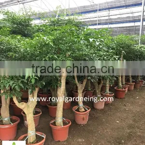 Heteropanax Fragrans High 1-2m thumbnail-2
