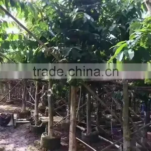Lagerstroemia Speciosa Dia 6-20cm Landscaping Tree thumbnail-4
