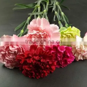 Mother's Day Gifts Fresh Carnation Flower High Quality Fresh Cut Carnation Wholesale From Yunnan thumbnail-4